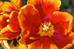 IMG 3618 / V2 Tulips Sherwood Gardens