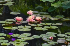 IMG 3924 V3 Water Lilies Longwood