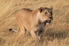 wild1
